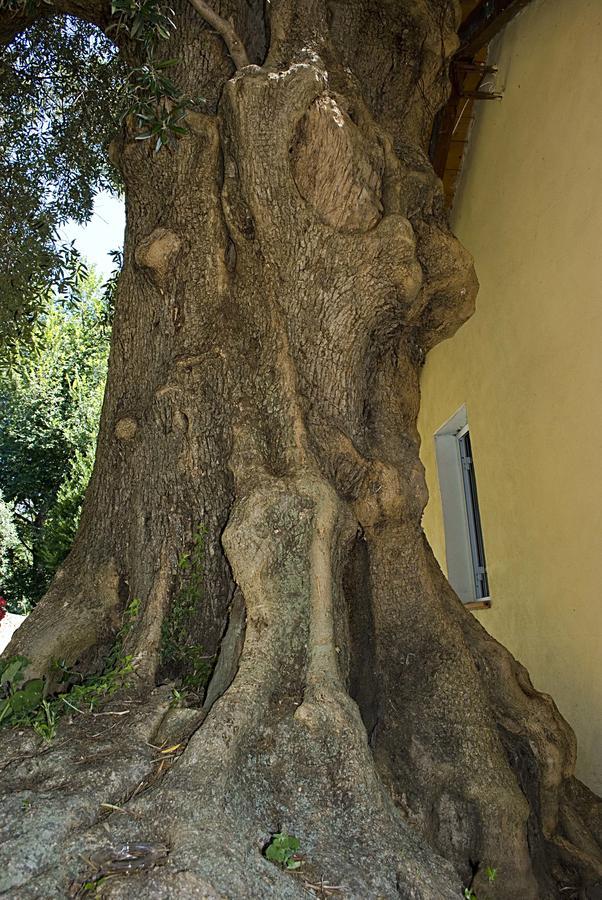 Agriturismo Argentea Villa Arenzano Kültér fotó